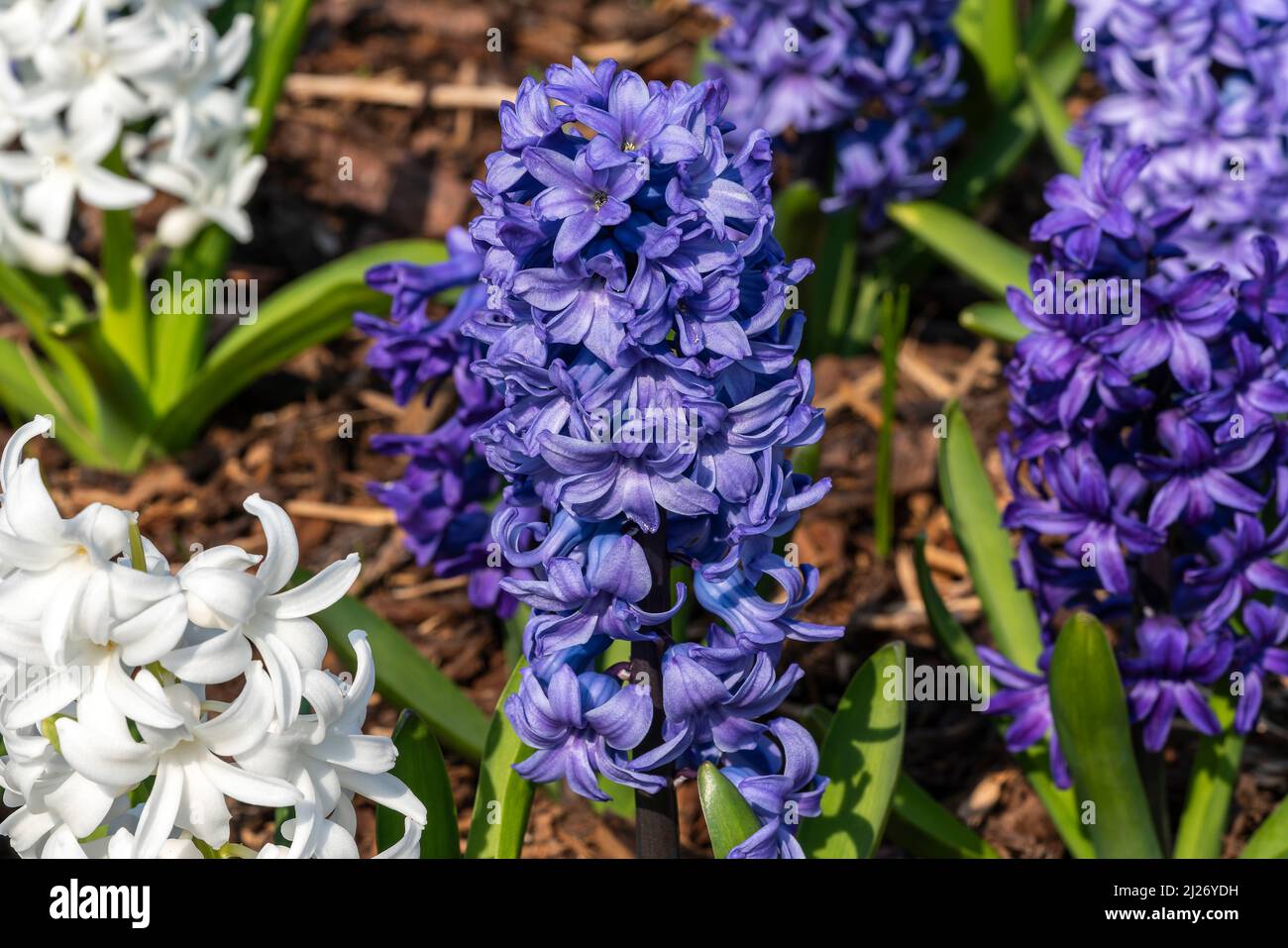 Hyacinth 'Ocean Waves Mix' (Hyacinthus) a spring flowering bulbous plant with a blue or white springtime flower, stock photo image Stock Photo