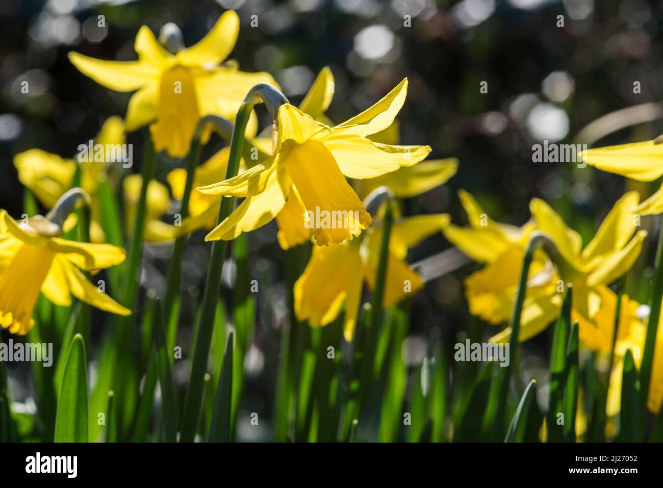 Jonquil Luminous Yellow Jonquil Luminous Yellow