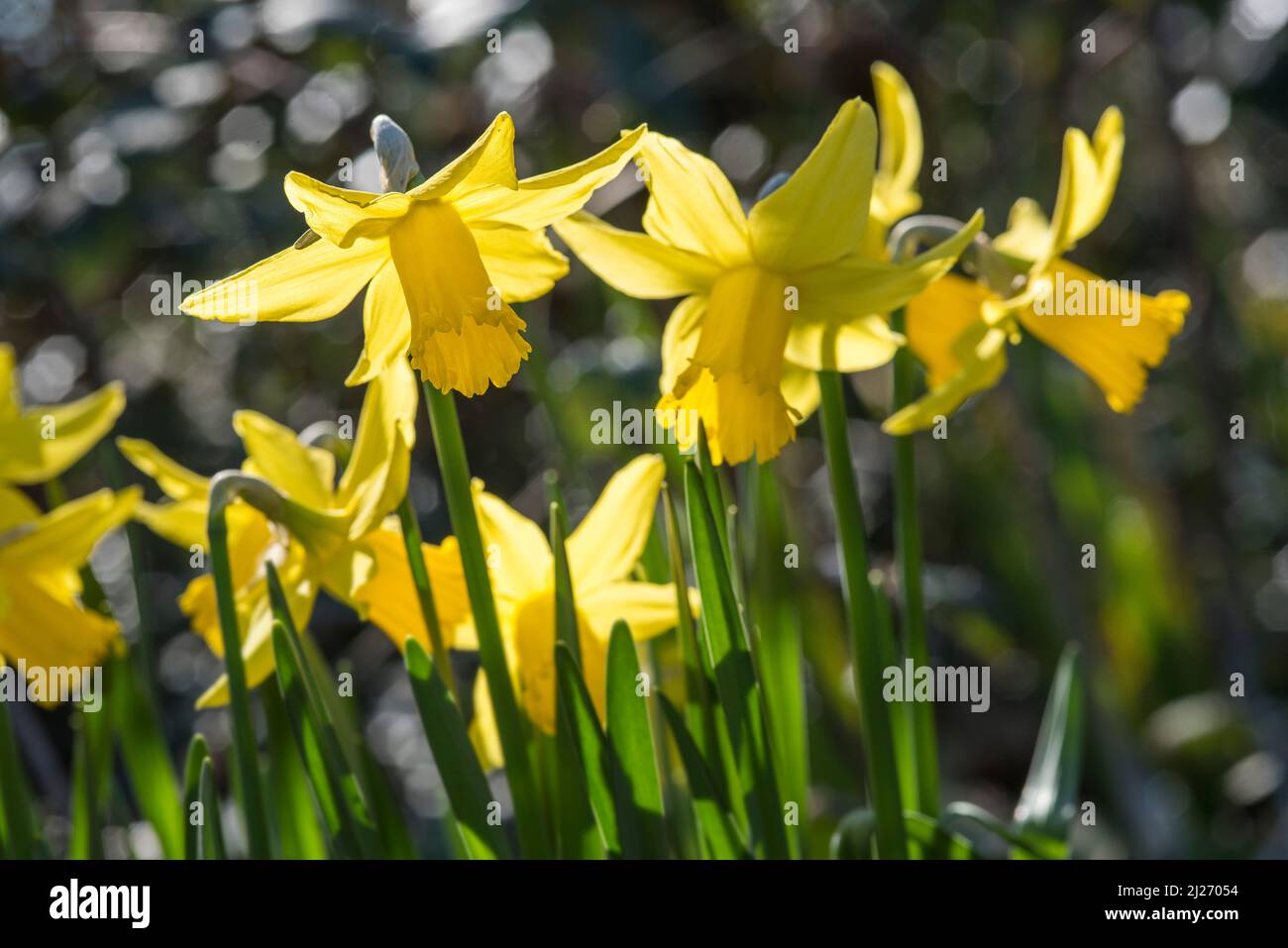 Close up of bright yellow Daffodils (aka narcissus and jonquil