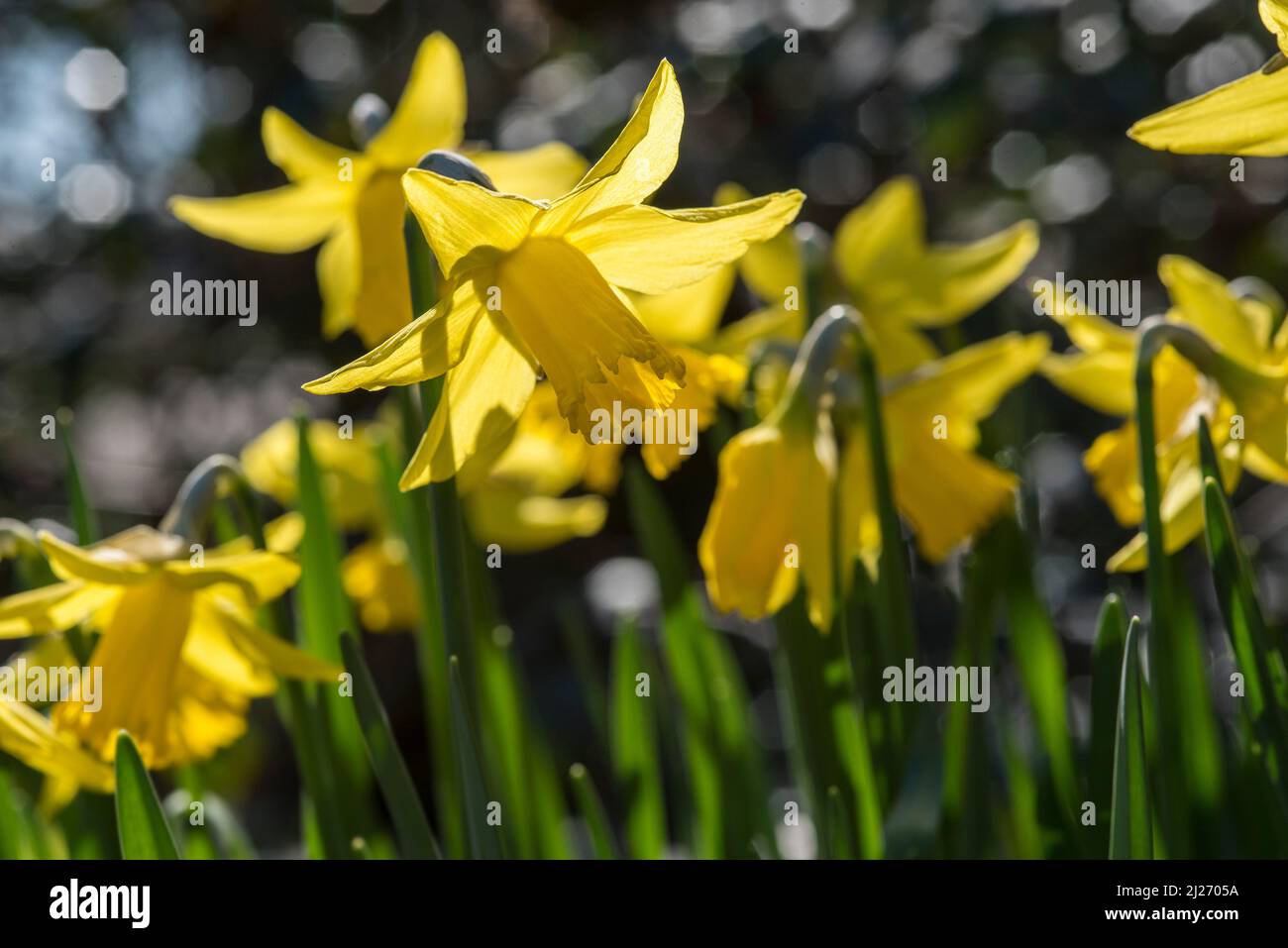 Close up of bright yellow Daffodils (aka narcissus and jonquil), flowering perennials of the