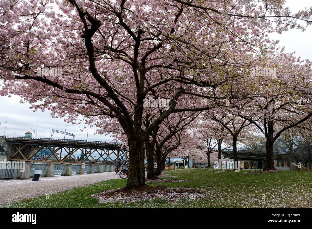 Akebono cherry trees reach their full blossom in the last few days of