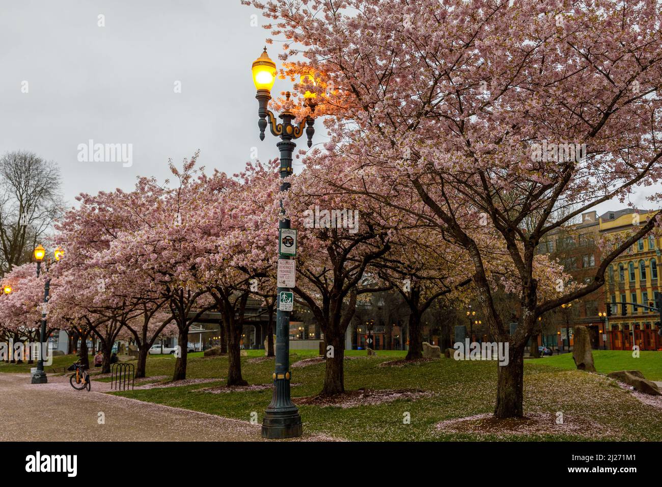 Akebono cherry trees reach their full blossom in the last few days of