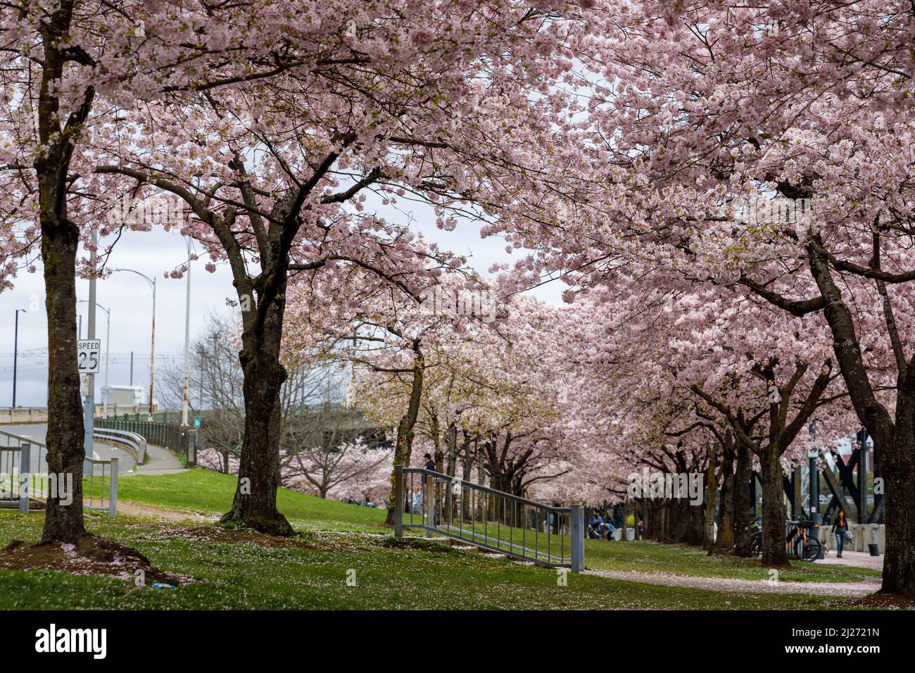 Portland, USA. 28th Mar, 2022. Akebono cherry trees reach their full