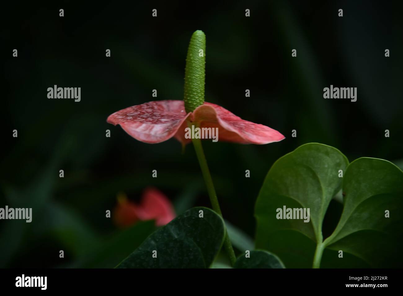 Flower painters hi-res stock photography and images - Page 2 - Alamy