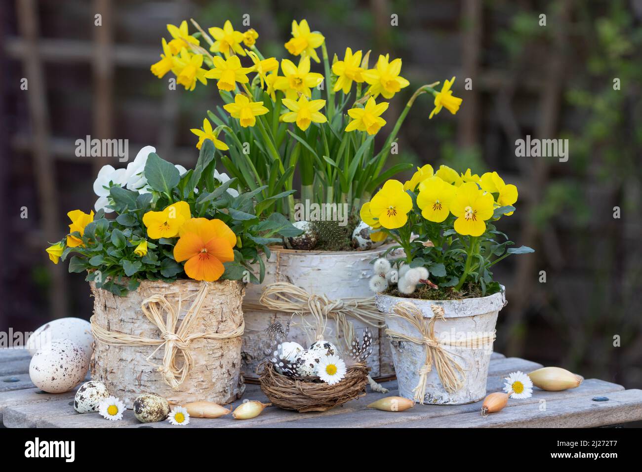 yellow viola flowers and narcissus in birch bark pots as rustic spring decoration Stock Photo