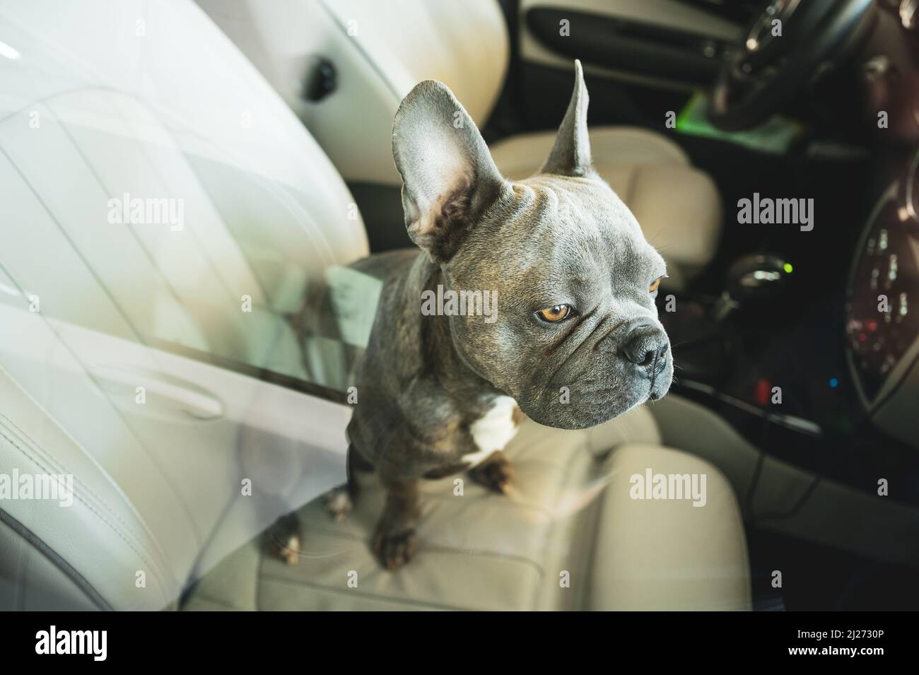 How Long Can A Dog Be Left In A Car