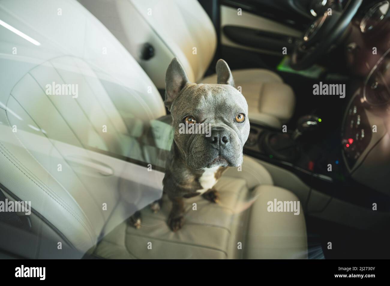 Sad looking dog left in hot car in parking lot - don't leave animals alone  in hot cars Stock Photo - Alamy