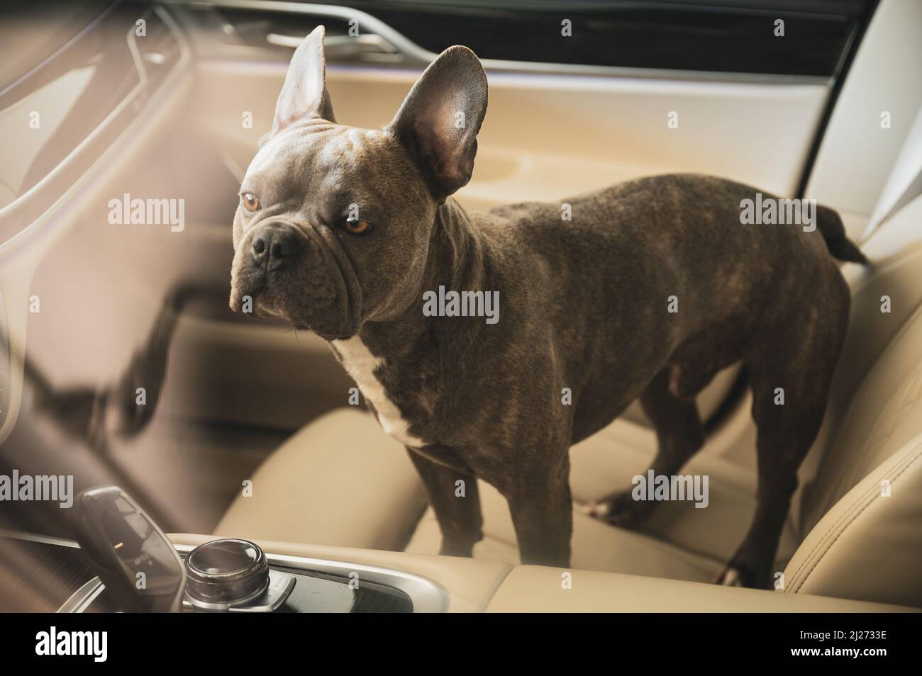 Sad looking dog left in hot car in parking lot - don‘t leave animals alone in hot cars Stock Photo