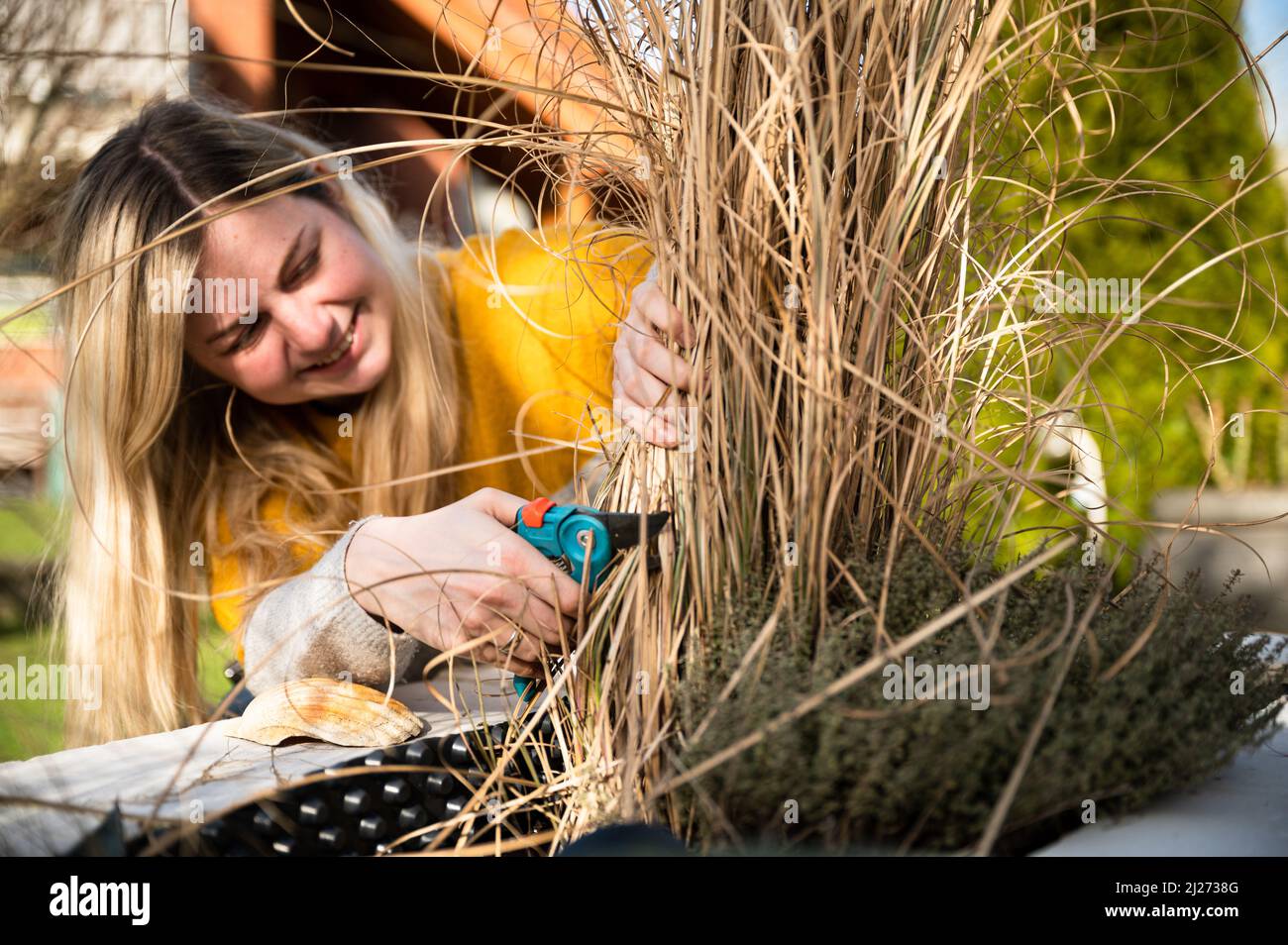 Young blonde woman cutting back Zebra grass (Miscanthus sinensis