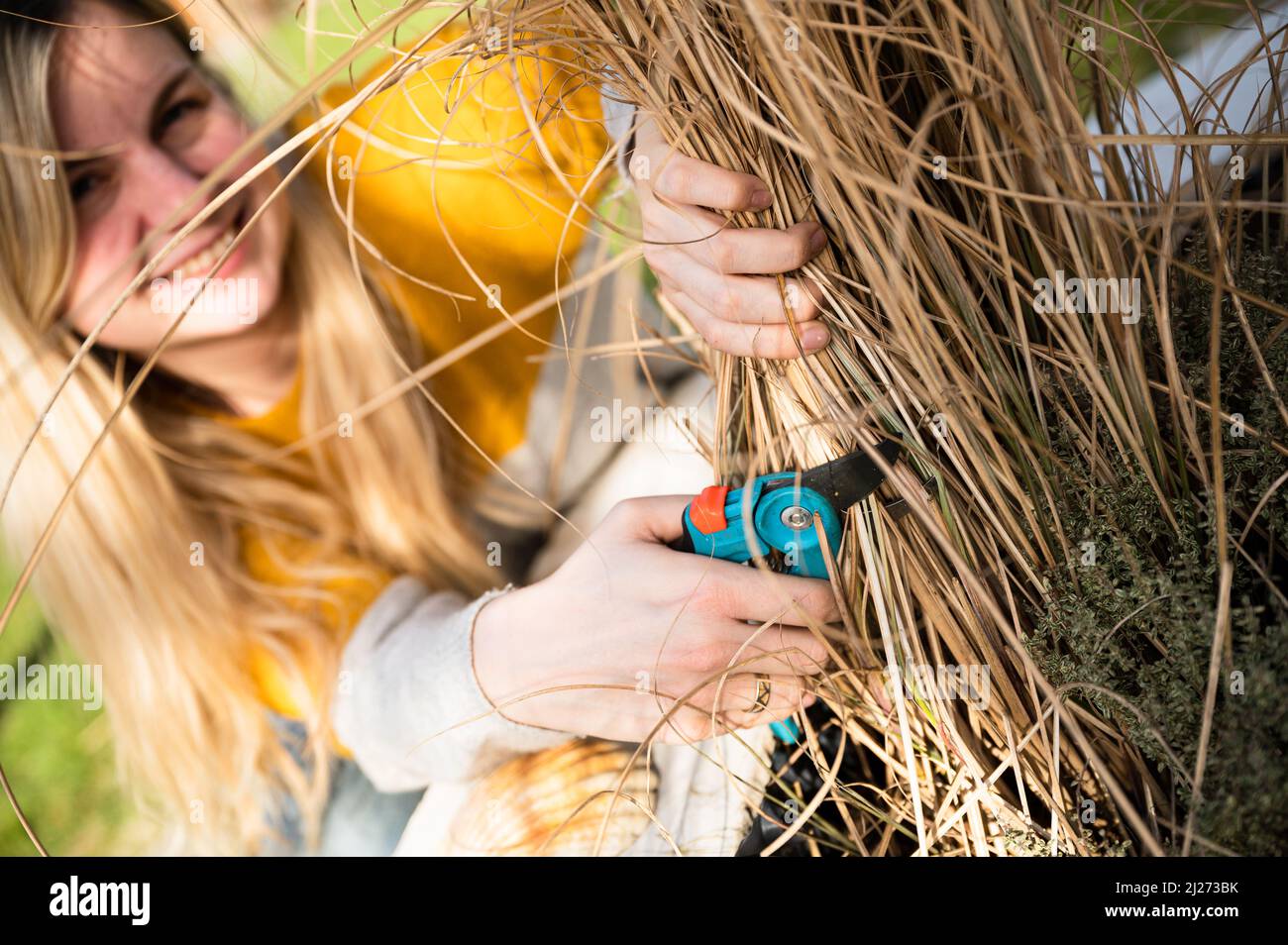 Young blonde woman cutting back Zebra grass (Miscanthus sinensis