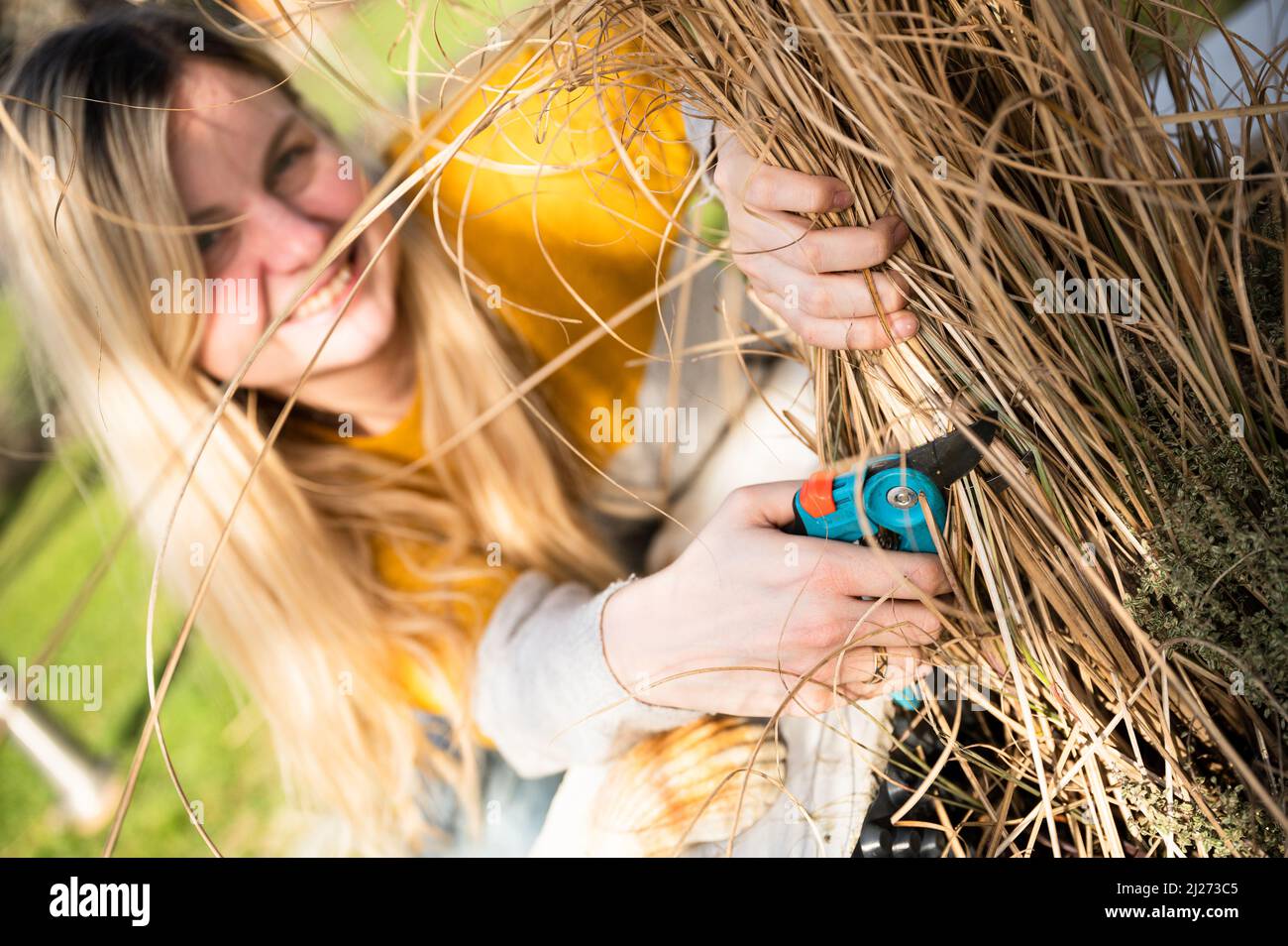 Young blonde woman cutting back Zebra grass (Miscanthus sinensis zebrinus), or porcupine grass