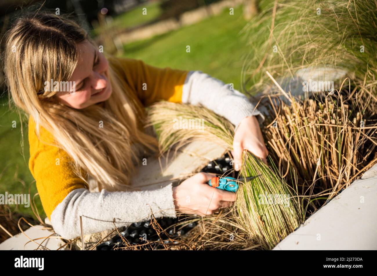 Young blonde woman cutting back Zebra grass (Miscanthus sinensis
