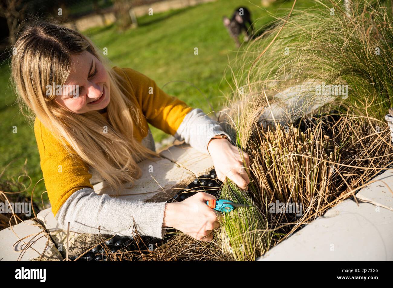Young blonde woman cutting back Zebra grass (Miscanthus sinensis zebrinus), or porcupine grass