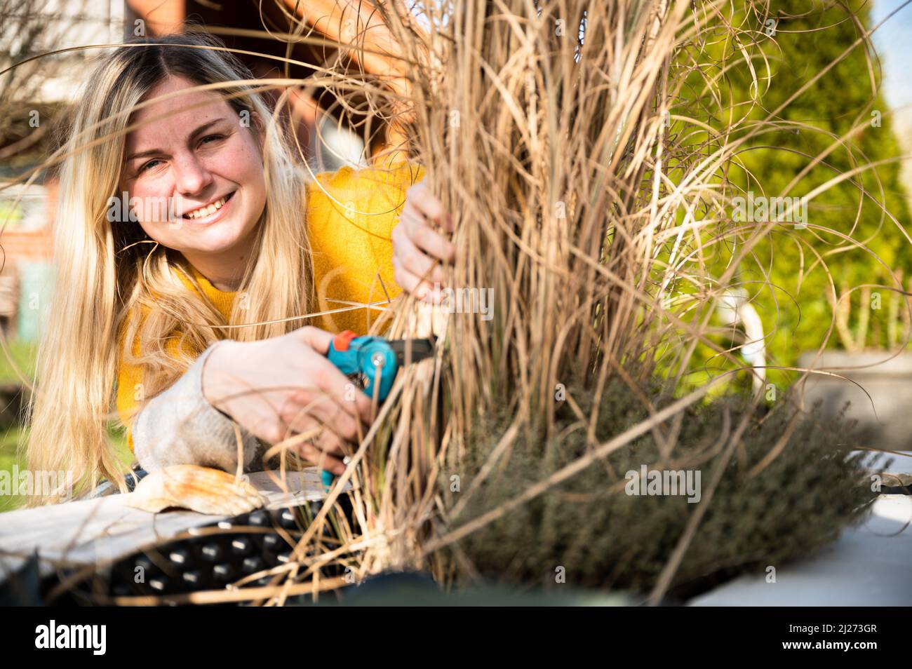 Young blonde woman cutting back Zebra grass (Miscanthus sinensis