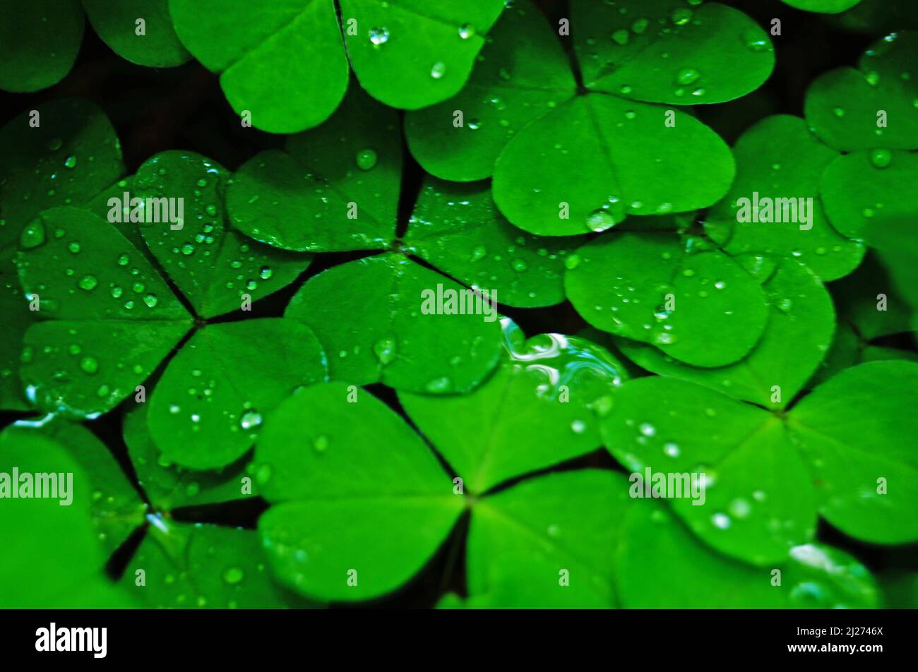 Green 4 leaf clover hi-res stock photography and images - Alamy