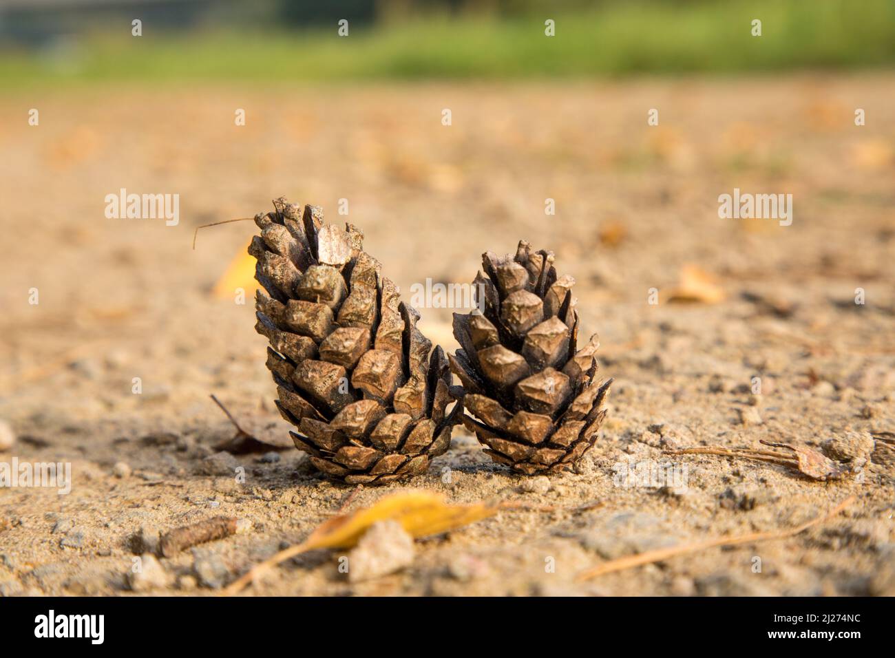 a photo of two pine cones outside Stock Photo - Alamy