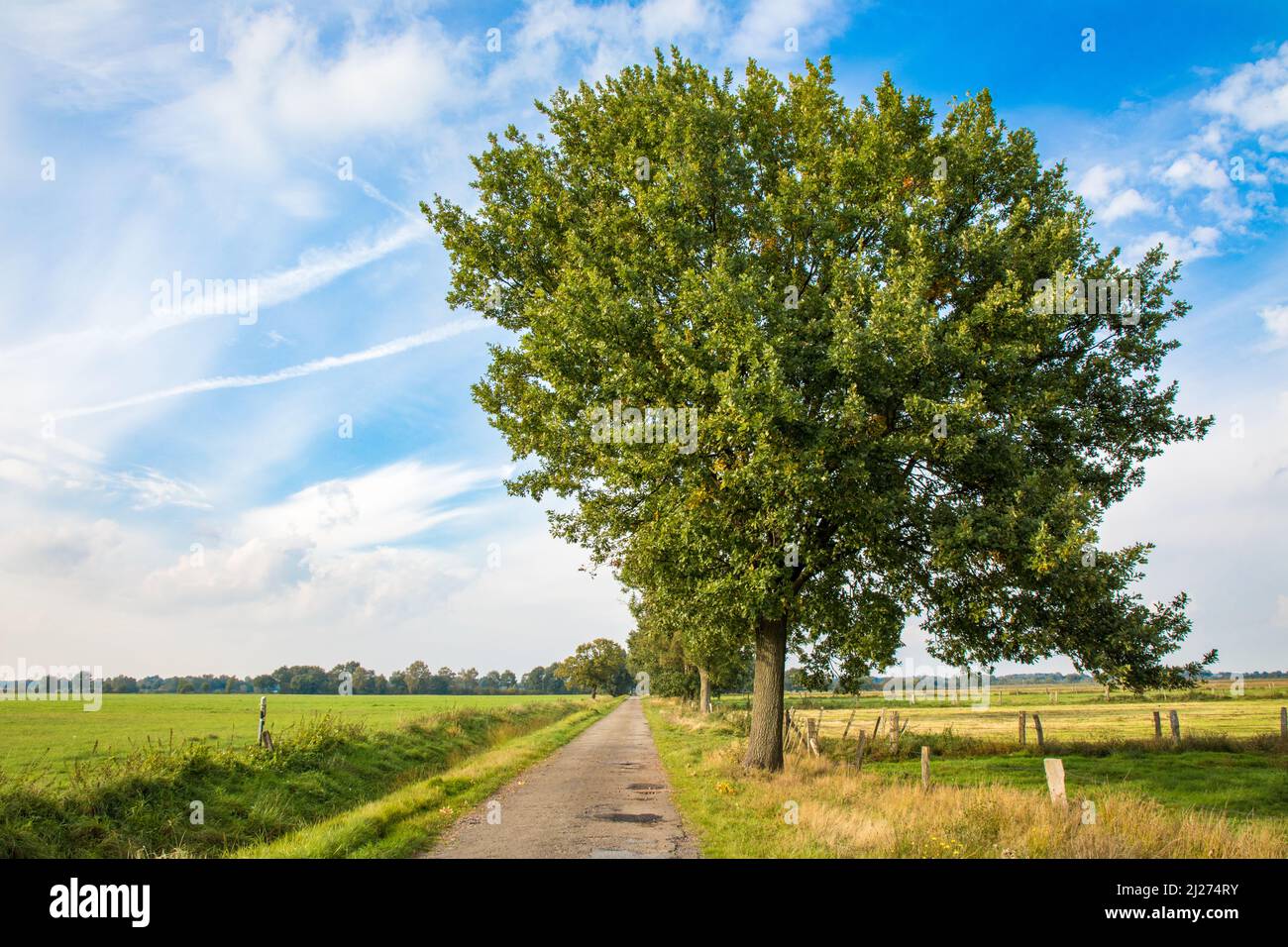 Big white oak tree hi-res stock photography and images - Alamy