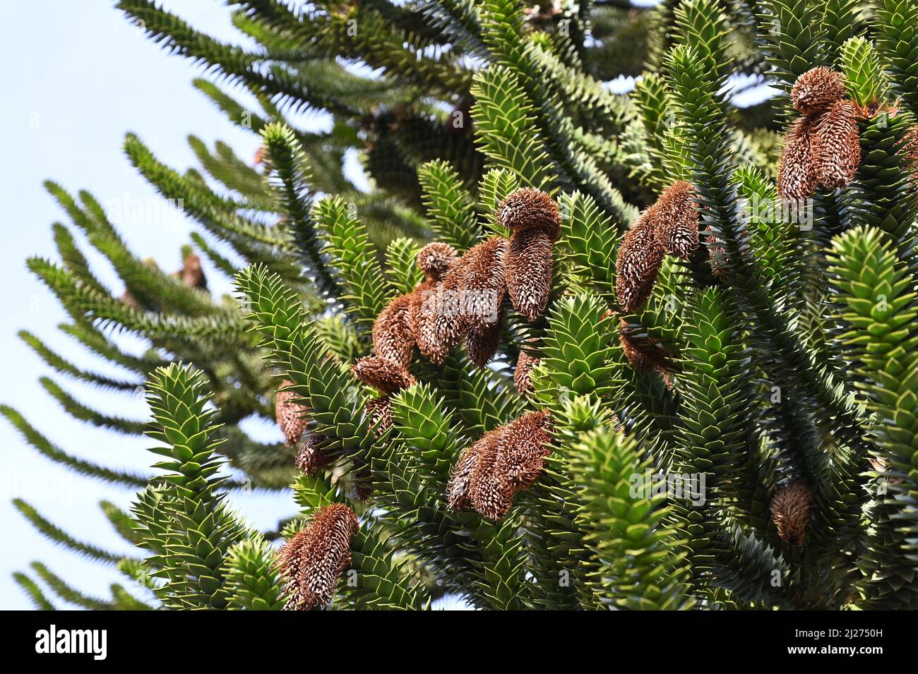Monkey Puzzle tree, Araucaria araucana, cones at the end of the branches Stock Photo