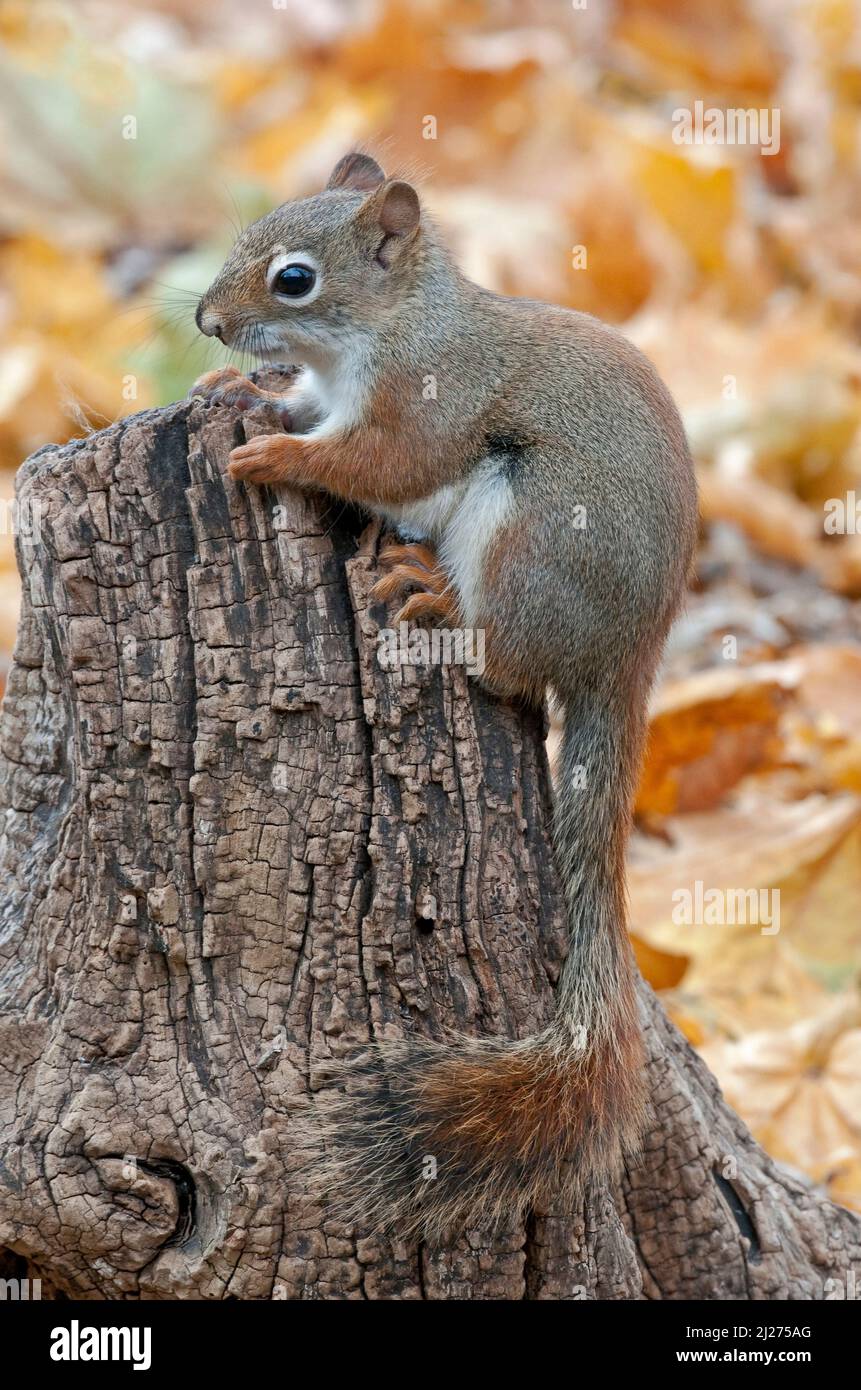 American Red Squirrel (Tamiasciurus hudsonicus)  Autumn setting, E North America, by Skip Moody/Dembinsky Photo Assoc Stock Photo