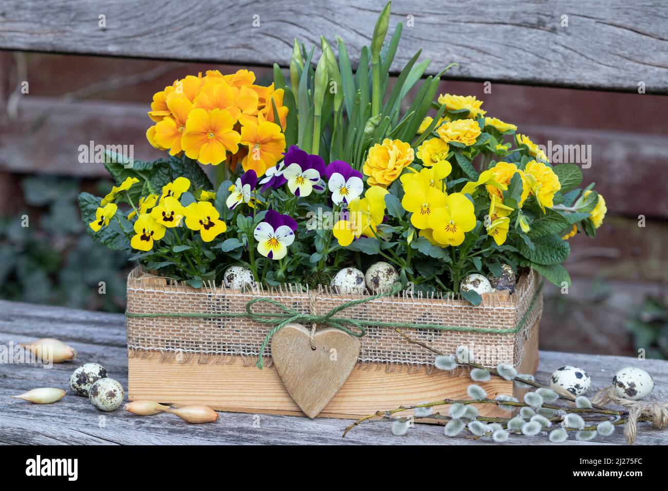 yellow viola flowers and primroses in wooden box as spring floral decoration Stock Photo