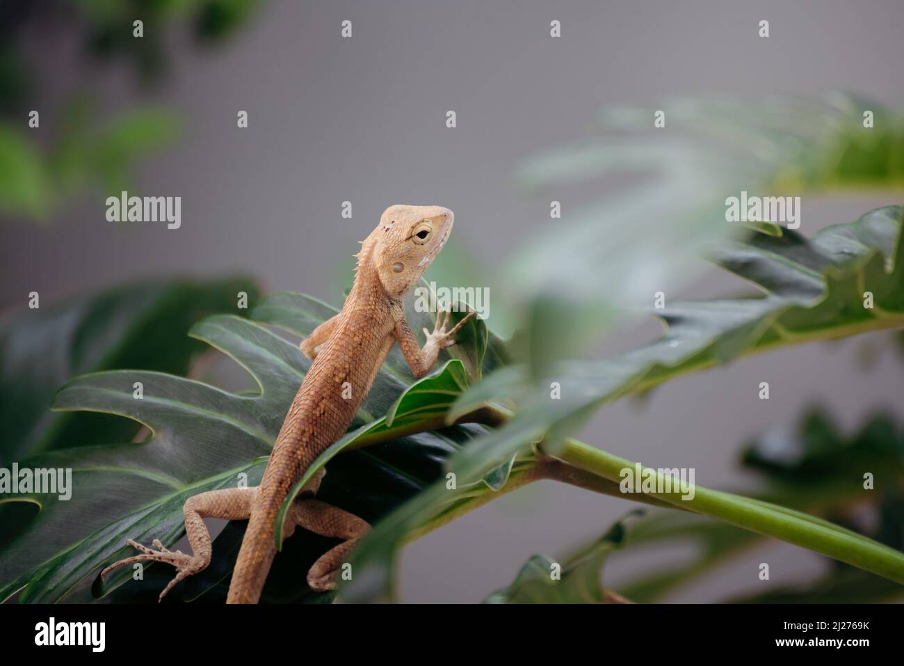 Emma Gray Forest Lizard - Calotes Emma, a beautiful colored lizard from Southeast Asian forests, Thailand. Stock Photo