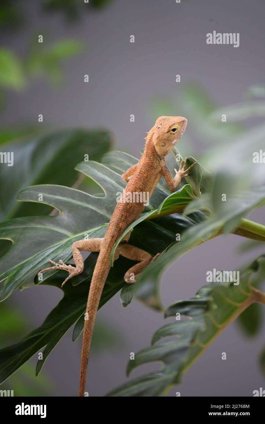 Emma Gray Forest Lizard - Calotes Emma, a beautiful colored lizard from Southeast Asian forests, Thailand. Stock Photo