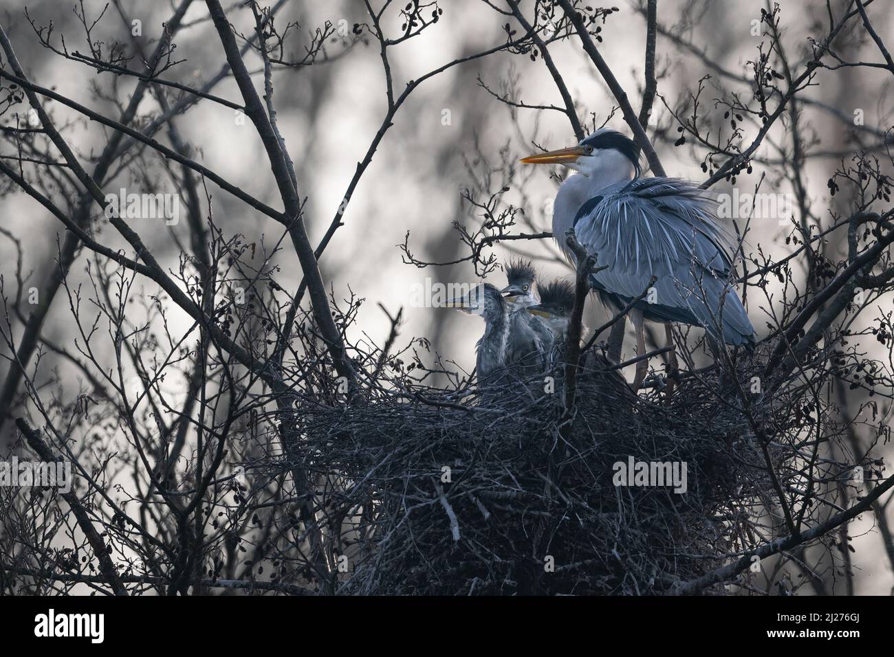 A female heron (Ardea cinerea) with her brood of chicks in her large nest Stock Photo
