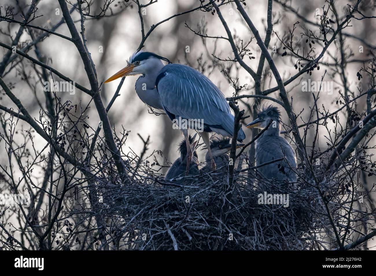A female heron (Ardea cinerea) with her brood of chicks in her large nest Stock Photo