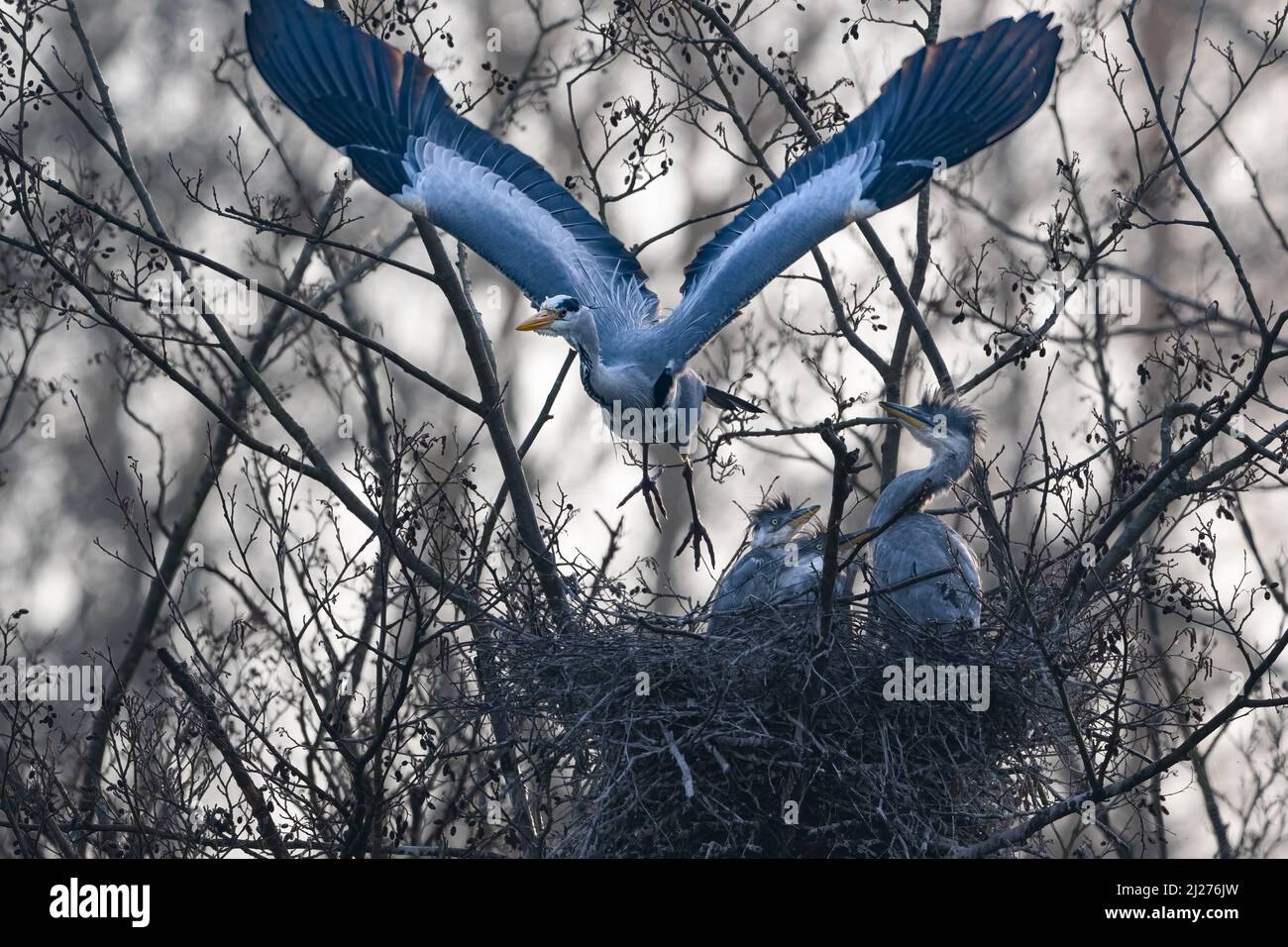 A female heron (Ardea cinerea) leaves her hungry brood of chicks in search of food Stock Photo