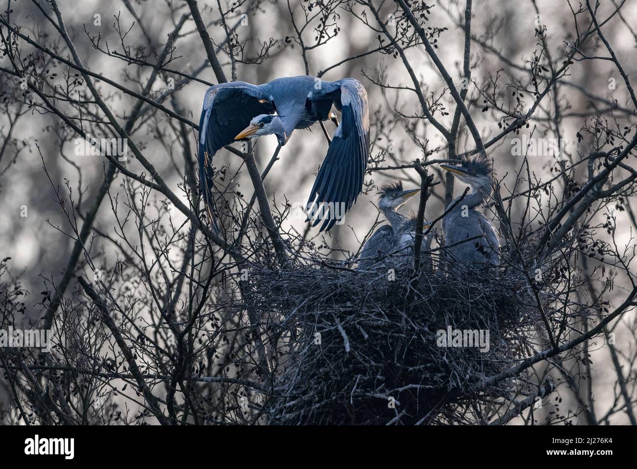 A female heron (Ardea cinerea) leaves her hungry brood of chicks in search of food Stock Photo