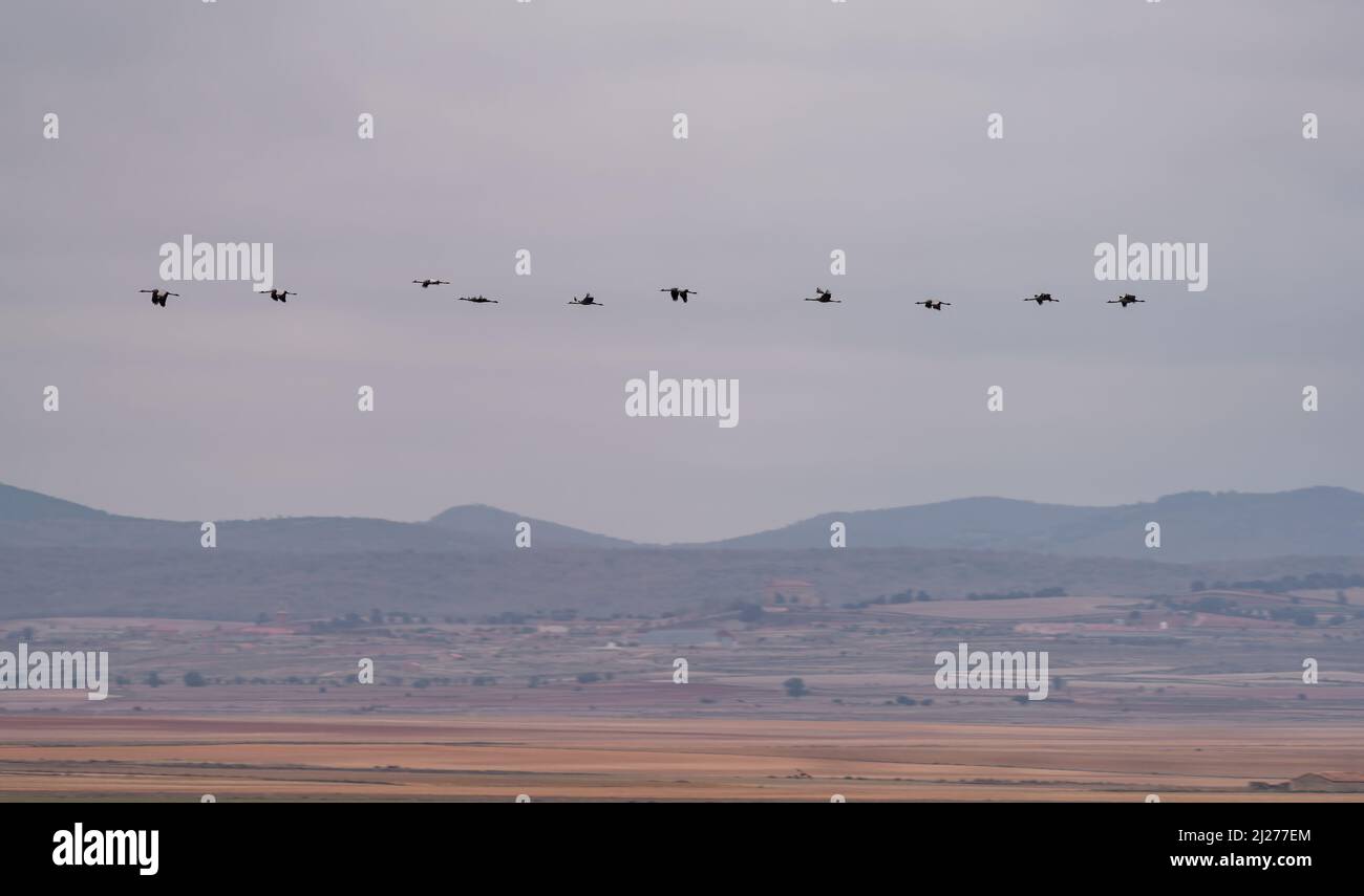 Row of cranes flying at slow shutter speed Stock Photo