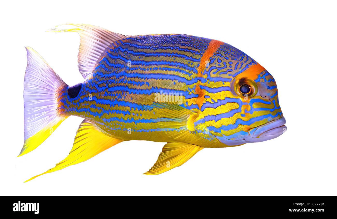 Sailfin snapper fish or blue-lined sea bream isolated on white background. Symphorichthys spilurus species living in eastern Indian Ocean and western Stock Photo