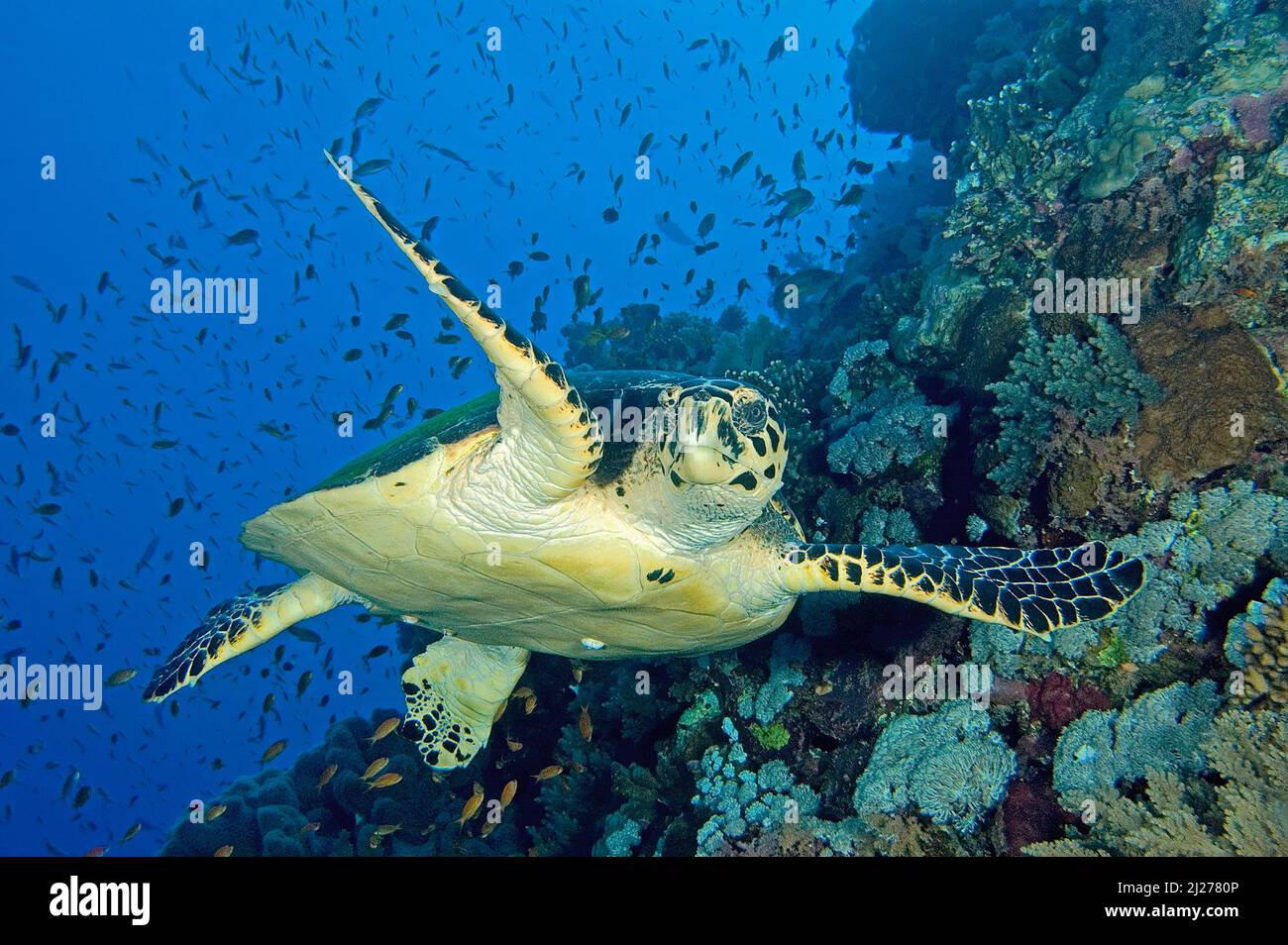 Green Sea Turtle (Chelonia mydas) at a coral reef, Sharm el Sheikh, Sinai, Egypt Stock Photo