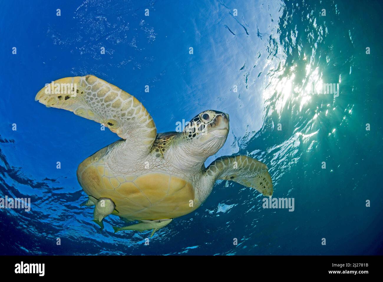 Green Sea Turtle (Chelonia mydas) with remoras (Echeneis naucrates), swimming in blue water, Marsa Alam, Egypt Stock Photo