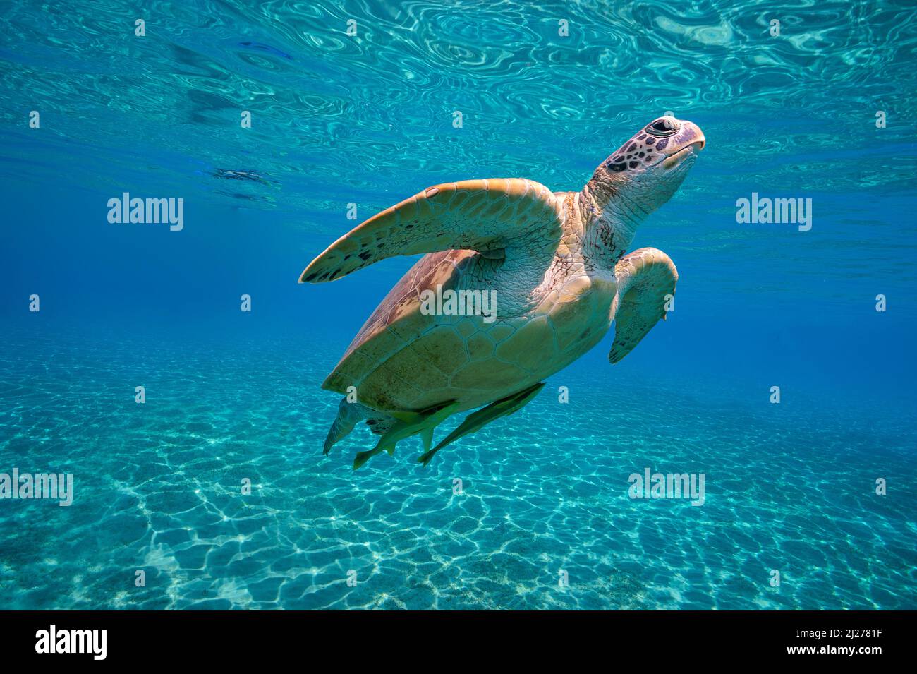 Green Sea Turtle (Chelonia mydas) with remoras (Echeneis naucrates), swimming in blue water, Marsa Alam, Egypt Stock Photo