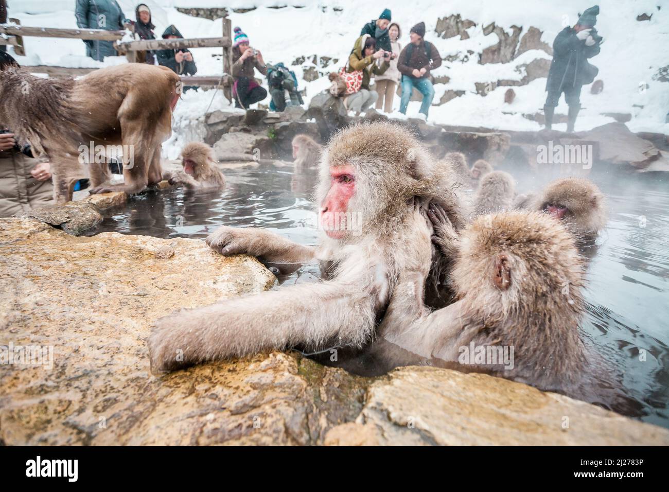 Tokyo, Japan - January 3, 2010: Tourists taking photo of Snow monkeys sitting in a hot spring Stock Photo