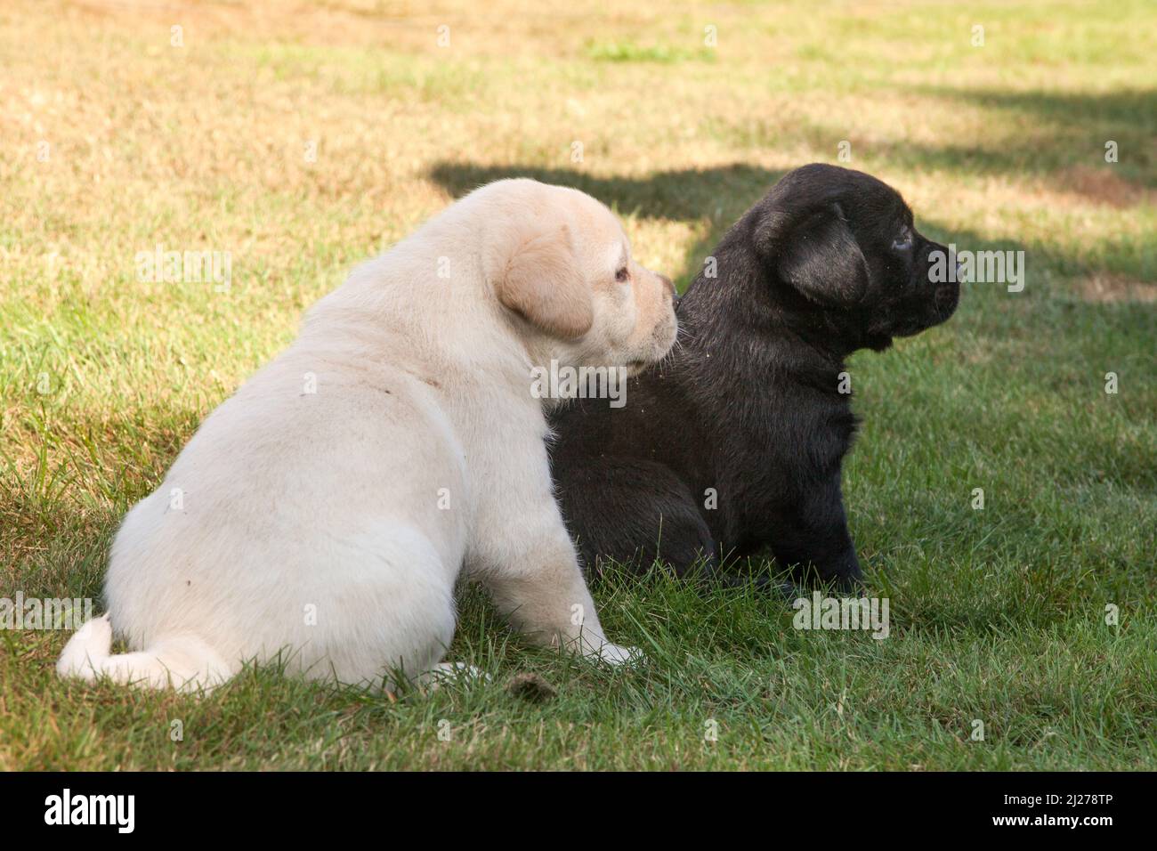 The black and white Labrador puppies playing outdoors in the park Stock ...