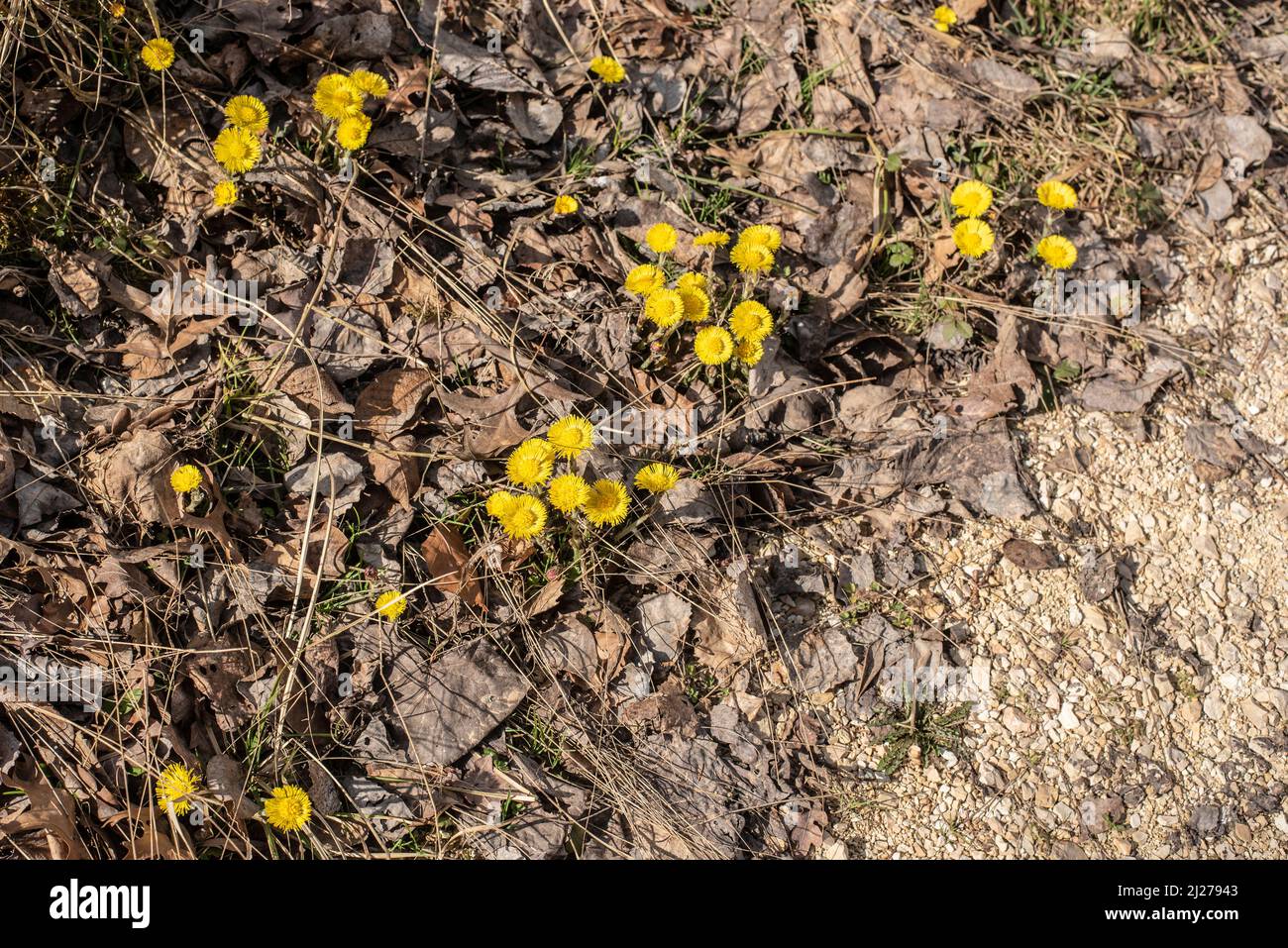 coltsfoot plants with yellow blossoms growing on dry leaves next to a gravel path Stock Photo