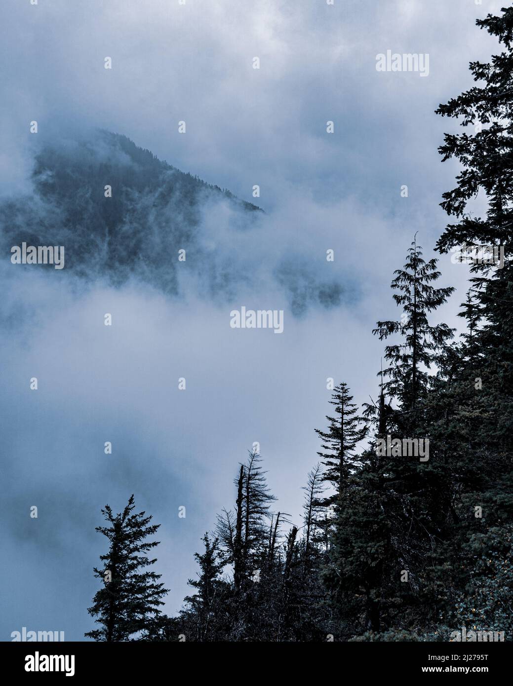 A vertical shot of trees on cloudy day Stock Photo - Alamy