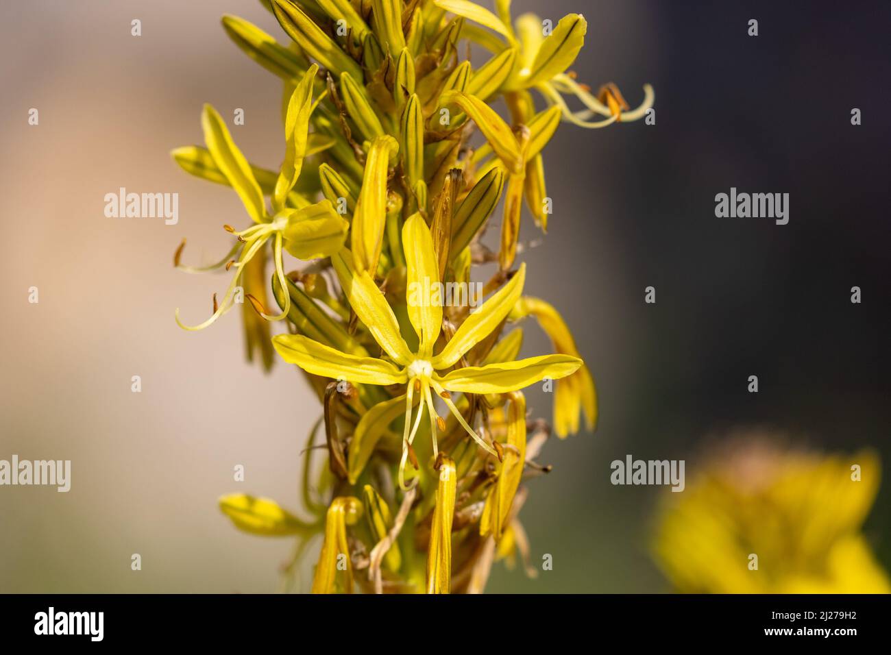 Flowers of Asphodeline lutea commonly called king's spear Stock Photo