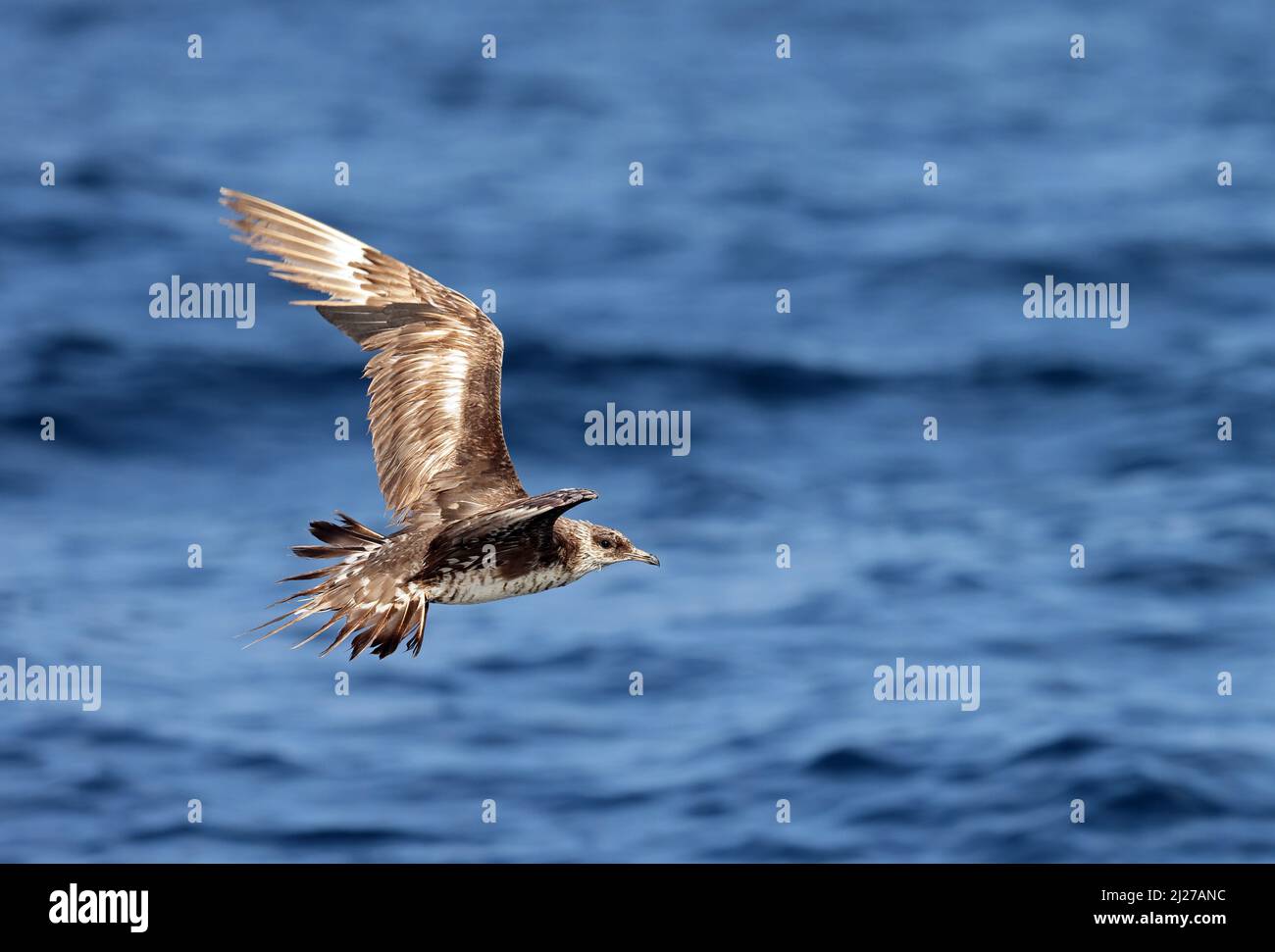 Pomarine Skua (Stercorarius pomarinus) bird in very worn plumage in flight  Arabian Sea, Oman               December Stock Photo