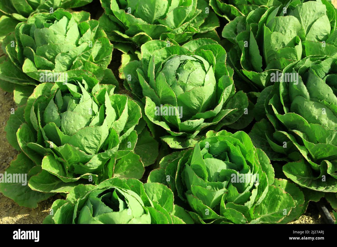 Farmers during the harvest of lettuce in the agricultural zone of Doha