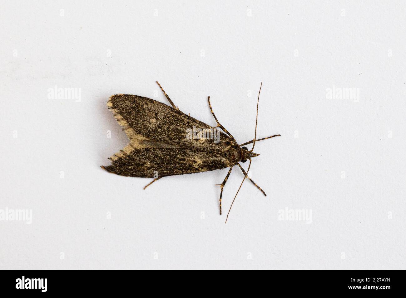 March Dagger Moth Stock Photo