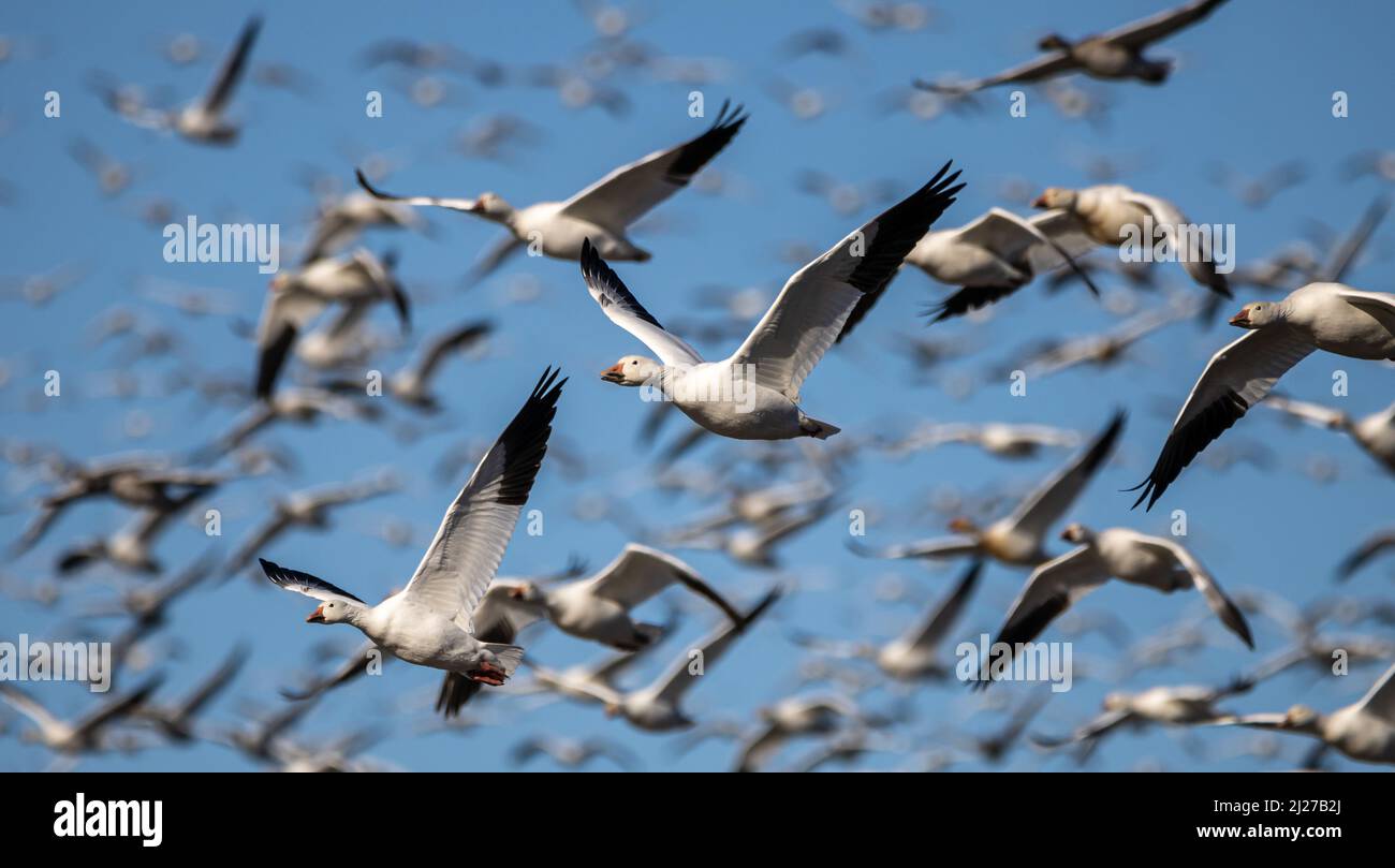 flight of a group of Canadian snow geese on the Chateauguay River Stock Photo