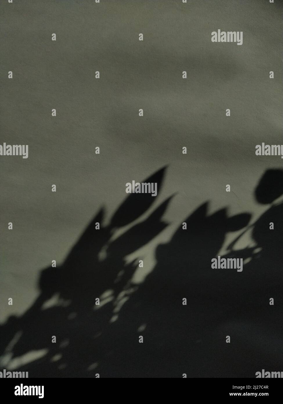 A vertical shot of a gray wall with the shadows of leaves of a tree Stock Photo Alamy