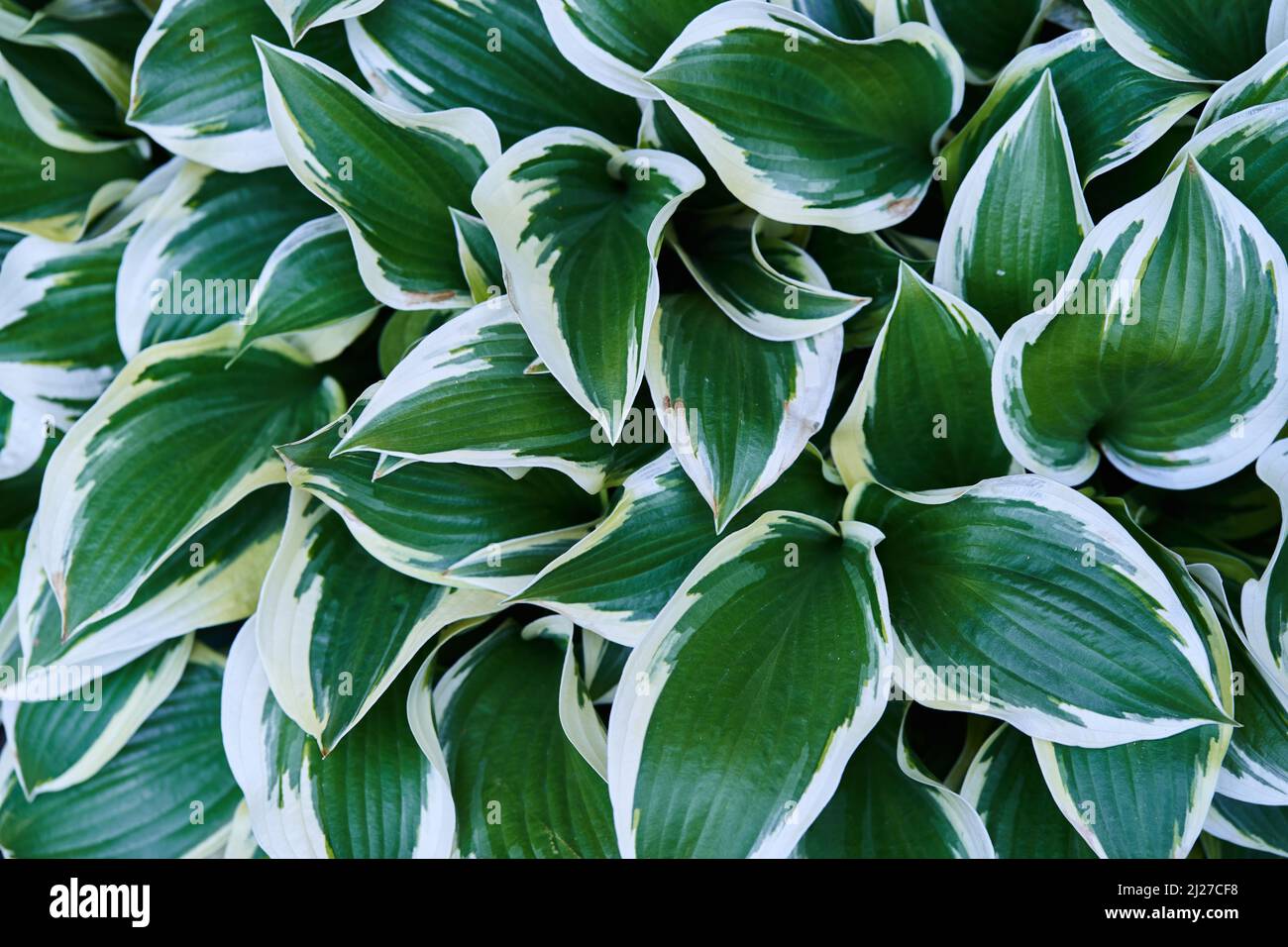 Natural background. Green leaves of ornamental plants. Hosta plantain in the garden. High quality photo Stock Photo
