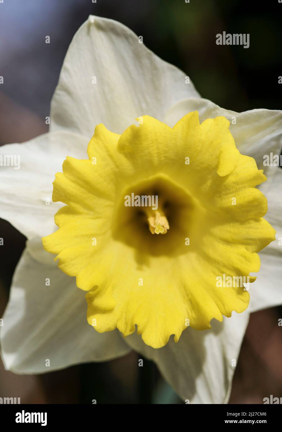 Close up of white and yellow Daffodils (aka narcissus and jonquil