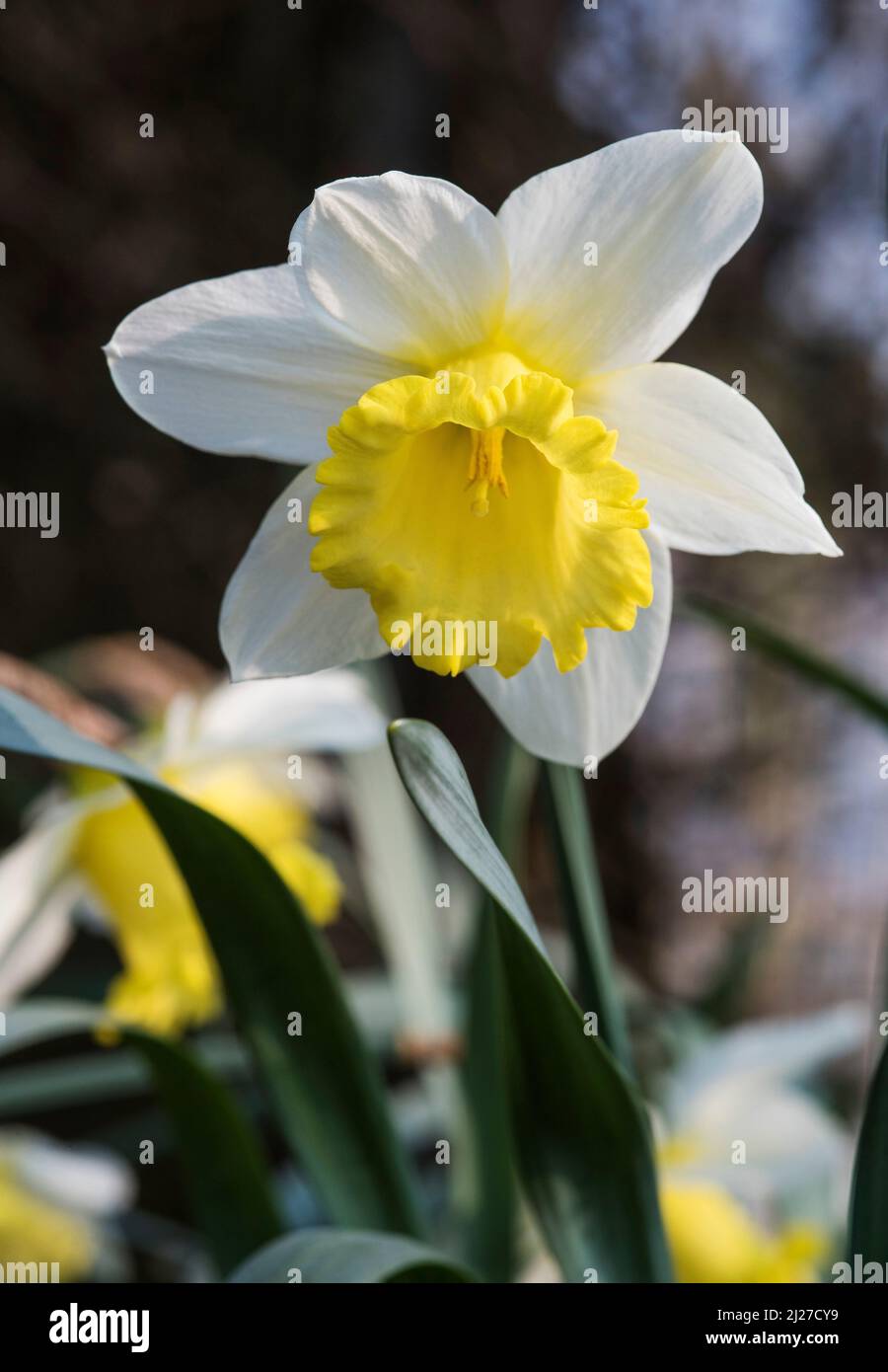 Close up of white and yellow Daffodils (aka narcissus and jonquil