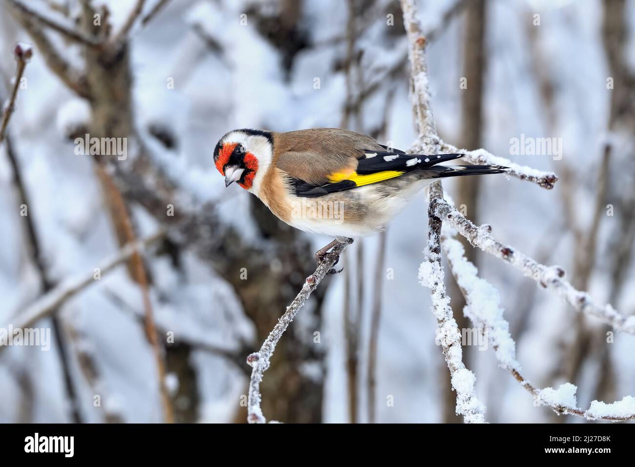 Goldfinch in cold winter weather Stock Photo