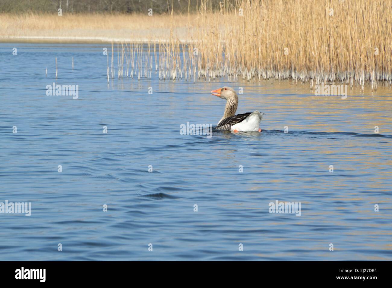 Greylag Goose close to reed-fringed banks of Barton Broad, Broads National Park, Norfolk, UK Stock Photo